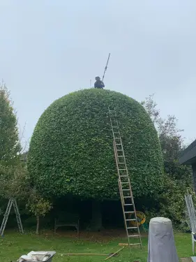 Click Here To Enlarge This Photo Of Beech Tree Shaping In Nottingham