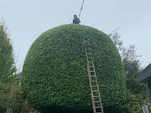 Beech Tree Shaping In Nottingham