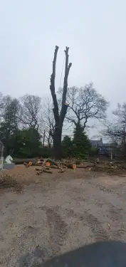 Click Here To Enlarge This Photo Of Tree Dismantling In Chesterfield