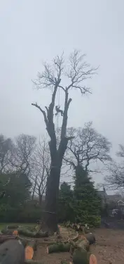 Click Here To Enlarge This Photo Of Tree Dismantling In Chesterfield