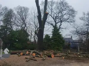Tree Dismantling In Chesterfield