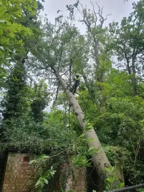 Click Here To Enlarge This Photo Of Fallen Tree Removal In Solihull