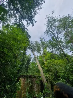 Click Here To Enlarge This Photo Of Fallen Tree Removal In Solihull