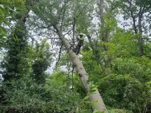 Fallen Tree Removal In Solihull