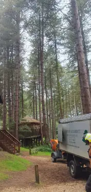 Click Here To Enlarge This Photo Of Dead Tree Removal In Sherwood Pines