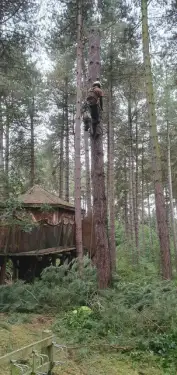 Click Here To Enlarge This Photo Of Dead Tree Removal In Sherwood Pines