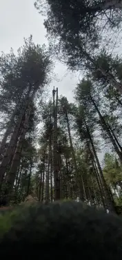 Click Here To Enlarge This Photo Of Dead Tree Removal In Sherwood Pines