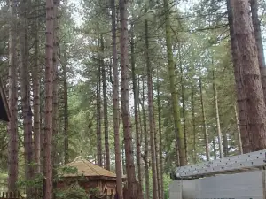 Dead Tree Removal In Sherwood Pines