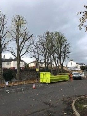 Click Here To Enlarge This Photo Of Reduced Size Lime Trees