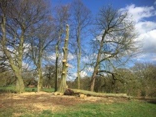 Click Here To Enlarge This Photo Of Wind Damaged Beech Tree