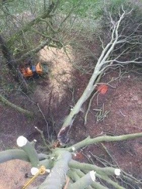 Click Here To Enlarge This Photo Of Wind Damaged Beech Tree