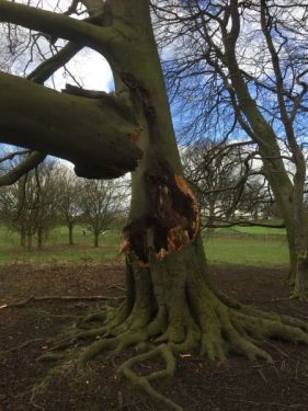 Click Here To Enlarge This Photo Of Wind Damaged Beech Tree
