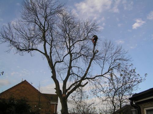 Click Here To Enlarge This Photo Of Ash Tree Monument Lane