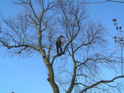 Click Here To Enlarge This Photo Of Ash Tree Monument Lane