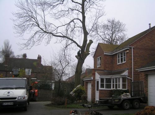 Click Here To Enlarge This Photo Of Ash Tree Monument Lane