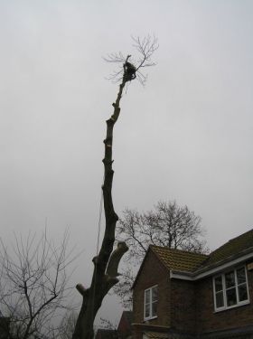 Click Here To Enlarge This Photo Of Ash Tree Monument Lane