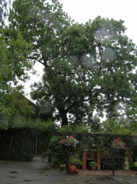 Click Here To Enlarge This Photo Of Ash Tree Monument Lane