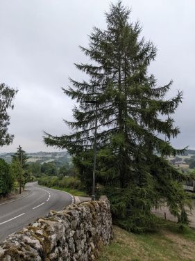 Click Here To Enlarge This Photo Of Larch Tree Dismantling