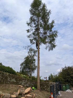 Click Here To Enlarge This Photo Of Larch Tree Dismantling