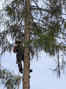 Click Here To Enlarge This Photo Of Larch Tree Dismantling