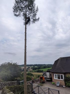 Click Here To Enlarge This Photo Of Larch Tree Dismantling