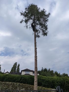 Click Here To Enlarge This Photo Of Larch Tree Dismantling