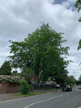 Click Here To Enlarge This Photo Of Crown Reduction on a Beech Tree in Littleover, Derby