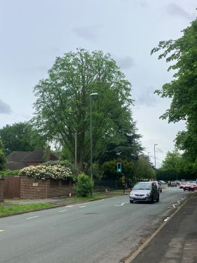 Click Here To Enlarge This Photo Of Crown Reduction on a Beech Tree in Littleover, Derby