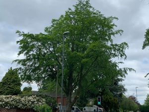Crown Reduction on a Beech Tree in Littleover, Derby